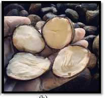 biji buah kepayang